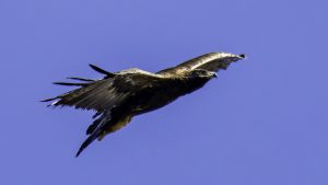 伊吹山の自然とイヌワシ観察No.32 2024年9月6日