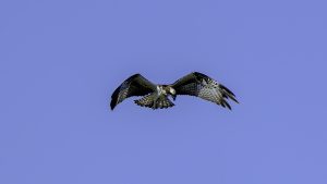 河口で探鳥　ミサゴ　2024年9月9日