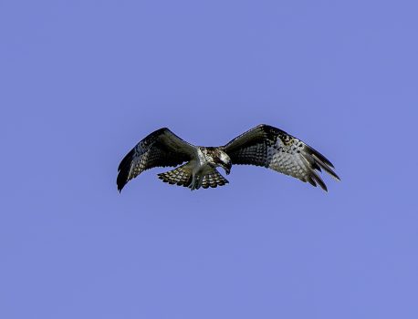 河口で探鳥　ミサゴ　2024年9月9日