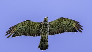 鷹の渡りを見に白樺峠に行く　2024年9月10日