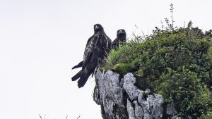 伊吹山の自然とイヌワシ観察 2024年9月12日