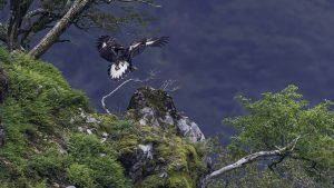 伊吹山の自然とイヌワシ観察No.33　2024年9月17日