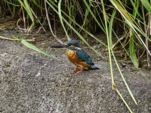市街地の用水で探鳥　2024年9月22日