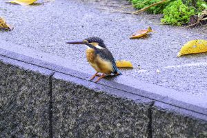 身近な用水で探鳥　2024年10月4日