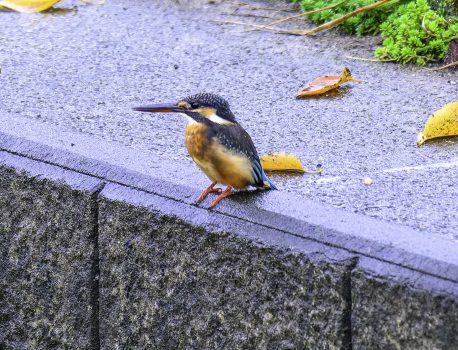 身近な用水で探鳥　2024年10月4日