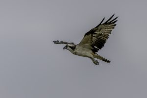 朝明川河口で探鳥　2024年10月7日