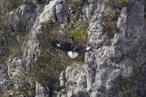 伊吹山の自然とイヌワシ　2024年10月25日