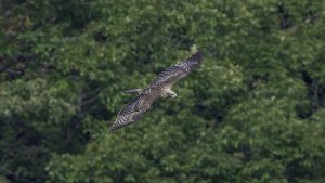 伊吹山山麓でクマタカ観察　2024年10月27日