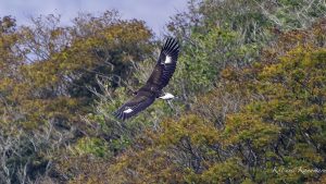 伊吹山のイヌワシ　No.39　サーナ母ワシに餌をおねだり　2024年10月24日
