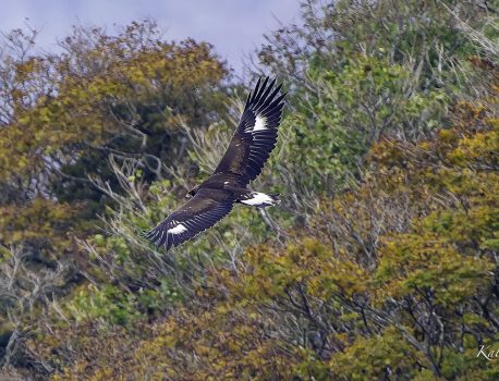 伊吹山のイヌワシ　No.39　サーナ母ワシに餌をおねだり　2024年10月24日