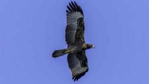 伊勢湾口の鳥羽市神島でタカの渡り観察2024年10月2日