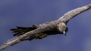 伊吹山の自然とイヌワシ観察　No.35　2024年10月1日