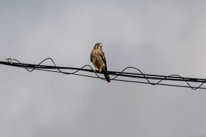 農耕地のチョウゲンボウ　2024年10月7日