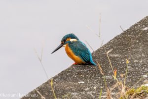 市街地の用水のカワセミ　2024年11月10日