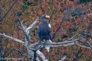 琵琶湖山本山のオオワシ渡来　2024年11月21日