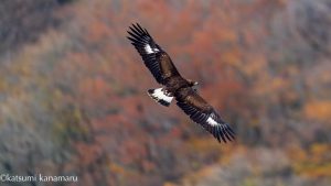 伊吹山の自然とイヌワシ観察　2024年11月23日