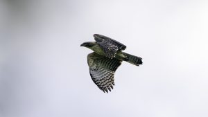 伊吹山の自然とイヌワシ観察No.40 2024年10月30日