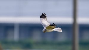 農耕地で探鳥　2024年11月8日