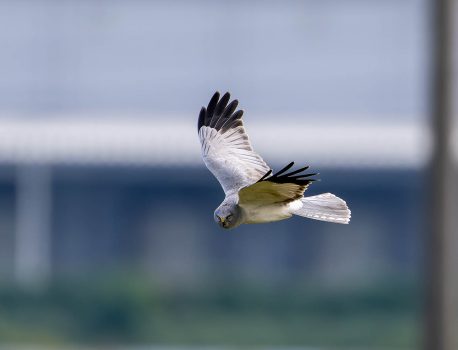 農耕地で探鳥　2024年11月8日