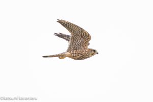 農耕地で探鳥　コチョウゲンボウ　ハイイロチュウヒ　2024年11月15日