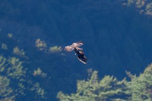 伊吹山の自然とイヌワシ観察　No.44　2024年11月11日