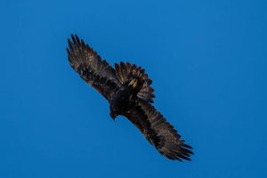 伊吹山の自然とイヌワシ観察　No.44　ペアでいざこざ　2024年11月13日