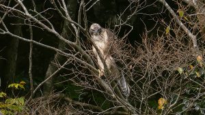 伊吹山の自然とイヌワシ観察No41　2024年10月31日