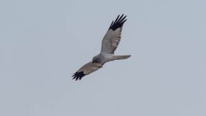 農耕地で探鳥　2024年11月4日