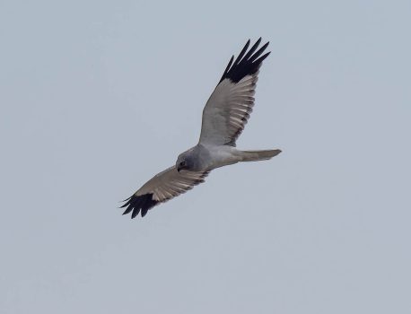 農耕地で探鳥　2024年11月4日
