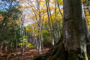 鈴鹿霊仙山域の散策　2024年11月28日