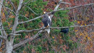 琵琶湖の自然と山本山のオオワシ渡来9日目　2024年11月29日　　　　　　　　　　　　　　