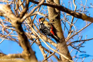 笹又から静馬ヶ原往復　2024年12月3日