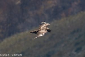 弥高尾根で史跡巡りと探鳥　2024年12月5日