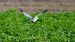 農耕地で探鳥　ハイイロチュウヒ　2024年12月6日　