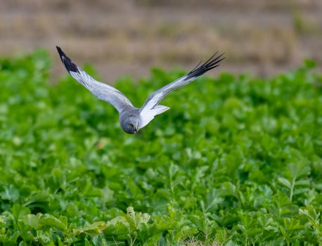 農耕地で探鳥　ハイイロチュウヒ　2024年12月6日　