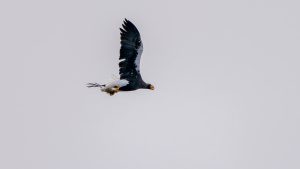 琵琶湖山本山のオオワシ渡来22日目　2024年12月12日