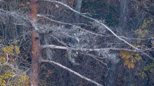 琵琶湖山本山のオオワシ渡来30日目2024年12月20日