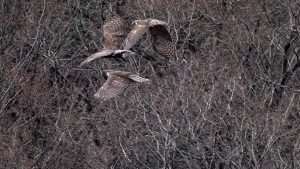 伊吹山麓で探鳥　2025年1月8日