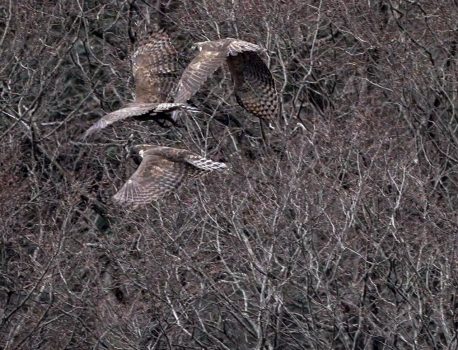 伊吹山麓で探鳥　2025年1月8日