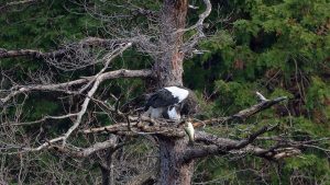 琵琶湖山本山のオオワシ渡来34日目　2024年12月24日