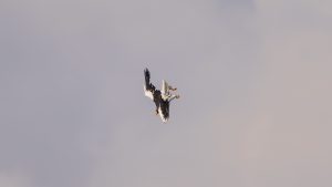 琵琶湖山本山のオオワシ渡来38日目　2024年12月28日