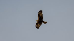 河口で探鳥シリーズ　2025年1月4日