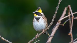 伊吹山麓の野鳥　2025年1月5日