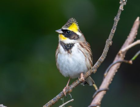 伊吹山麓の野鳥　2025年1月5日