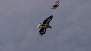 琵琶湖山本山のオオワシ　若ワシが来た　2025年1月17日