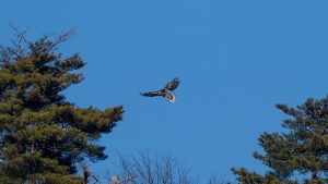 琵琶湖山本山のオオワシ　オオワシの若鳥　2025年1月18日