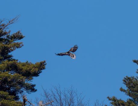 琵琶湖山本山のオオワシ　オオワシの若鳥　2025年1月18日