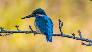 近所の用水とため池で探鳥　2025年1月21日
