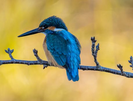 近所の用水とため池で探鳥　2025年1月21日