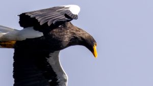 琵琶湖山本山のオオワシ渡来63日目　2025年1月22日の記録